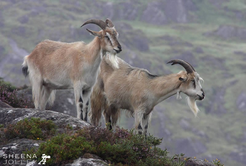 Wild Goats.jpg - Taken near Glengarrif